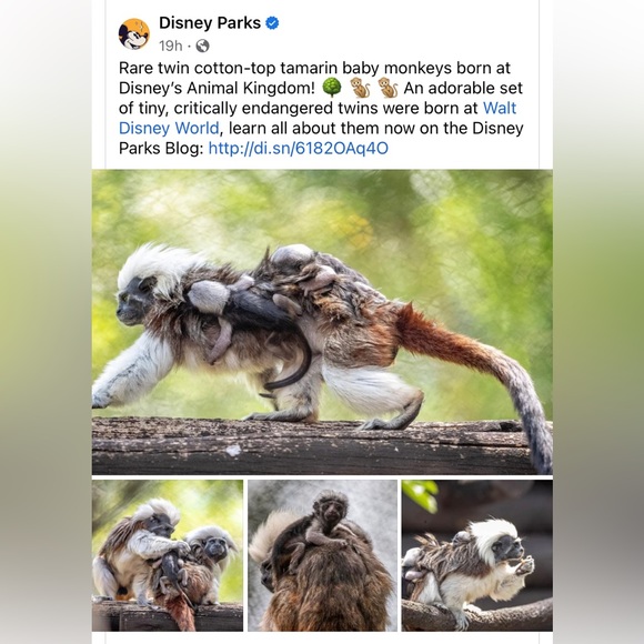 🛑Handmade in Colombia. This “mochilla” supports Proyecto Titi. - Picture 12 of 12